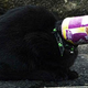 Illustration for article titled Cat Does Adorable Thing